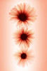 Daisies Poster Print - Hong Pham
