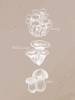 Mushrooms 2 Poster Print - Ann Bailey