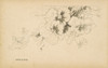Pansies Poster Print - Licensing Studio Art