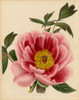 Paeonia Montan Poster Print - Licensing Studio Art