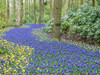 Netherlands-Lisse. Flower displays at Keukenhof Gardens. Poster Print - Julie Eggers