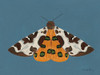 Moth II Poster Print - Farida Zaman