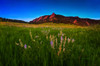 Glowing Flatirons And Wildflowers Poster Print - Bill Sherrell