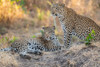 Zambia-South Luangwa National Park. Mother leopard with grown male cub. Poster Print - Cindy Miller Hopkins