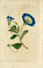 Blue Flower Poster Print - Licensing Studio Art
