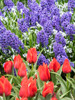 Netherlands-Lisse. Purple hyacinths and red tulips in a garden. Poster Print - Julie Eggers