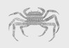 Crab Grey Poster Grey Poster Print - Florent Bodart