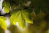 Leaves 5 Poster Print - Rachel Lee