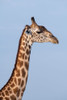 Zambia-South Luangwa National Park. Thornicrofts giraffe endemic to Luangwa. Poster Print - Cindy Miller Hopkins