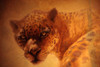 The Leopard Poster Print - Denton Lund