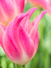 Netherlands-Lisse. Closeup of pink tulip flower. Poster Print - Julie Eggers