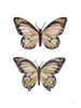 Summer Butterflies Poster Print - Fenway House