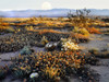 Anza Borrego Desert Poster Print - Danita Delimont