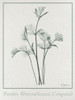 Parsley 2 Poster Print - Albert Koetsier