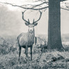 Stag in the forest Poster Print - Assaf Frank