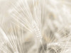 Wheat close-up Poster Print - Assaf Frank