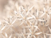 Allium flowers close-up Poster Print - Assaf Frank