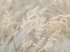 Grass Meadow Poster Print - Assaf Frank