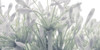African Lily flowers Poster Print - Assaf Frank