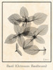 Basil Ocimum Basilicum Poster Print - Albert Koetsier