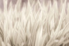 Grass Poster Print - Assaf Frank