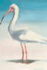 Boca Ibis Poster Print - Kathleen Broaderick