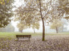 Wooden bench in Autumn forest Poster Print - Assaf Frank