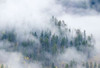Forest In The Clouds Poster Print - Bill Sherrell