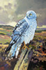 Northern Harrier Male Poster Print - Max Hayslette