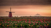 Windmill and Tulips Poster Print - Don Schwartz