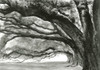 Oak Alley Poster Print - Jill Tishman