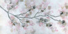 Cherry Blossoms Poster Print - Susan Jill