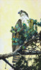 Osprey Poster Print - Max Hayslette