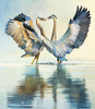 Great Blue Herons Poster Print - Max Hayslette
