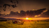 Sunset in the Hay Field Poster Print - Don Schwartz