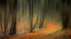 Carpeted Forest Poster Print - Don Schwartz