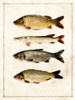 Fish Study B Poster Print - ArtLab GI