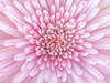Close-up of Chrysanthemum flower, full frame Poster Print - Assaf Frank