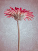 Close-up of Gerbera daisy on patterned background Poster Print - Assaf Frank