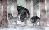 Werewolf And Wolves Poster Print - Daniel Eskridge
