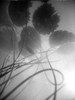 Water Lilly 02 Poster Print - by Clint Shot