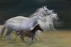 In Gallop Poster Print - Milan Malovrh