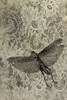 Grasshopper and Lace Poster Print - ArtLab GI