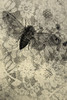 Cicada and Lace Poster Print - ArtLab GI