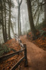 Winding Through the Mist Poster Print - Don Schwartz