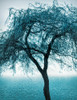 Tree by the Sea Poster Print - Don Schwartz