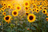 Sunflowers Poster Print - Artographie