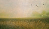 Foggy Barn Among Sunflowers Poster Print - Don Schwartz