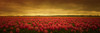 Tulip Expanse Poster Print - Don Schwartz