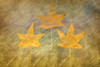 Three Golden Leaves Poster Print - Don Schwartz